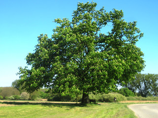 Natur Baum Stilleben