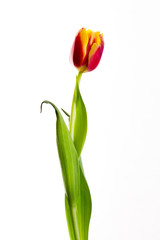 yellow tulips on a white background