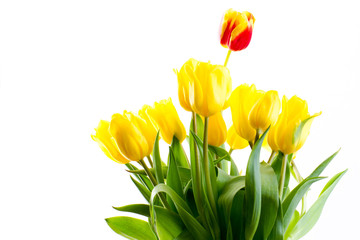 bouquet of tulips on a white background
