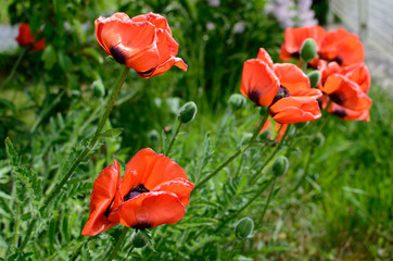 Mohnblumen