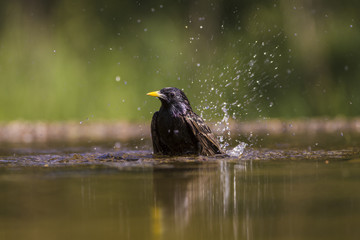 Starling