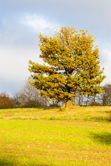 autumnal landscape with a tree