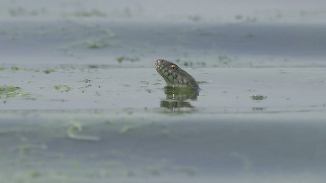 Head Snake River Natrix floats reptile in water on river among green algae