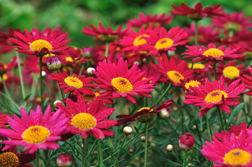 Parterre de fleurs rouges et jaunes