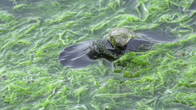 Head Snake River Natrix floats reptile in water on river among green algae