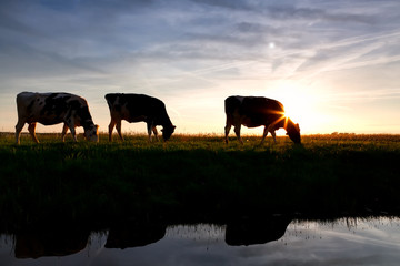 Fototapeta na wymiar cows by river at sunset
