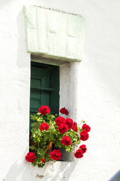 window with geranium