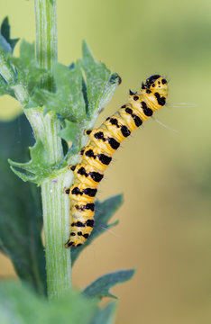 Tyria jacobaeae