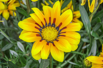 Gazania splendens flower