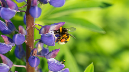 Fototapeta premium Bumblebee with a purple lupine