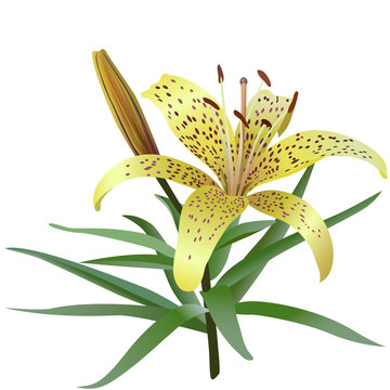 Photorealistic illustration of yellow tiger lily isolated on white background. One flower, bud and several leaves.