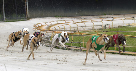 Pack Greyhound Dogs Racing at a Track