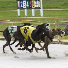 Greyhound Dogs Racing on A Track