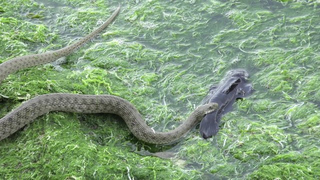 Snake River Natrix reptile head swallowed river goby fish