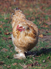  Young brahma hen on green grass 
