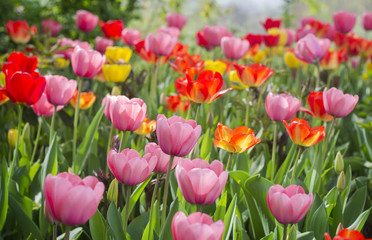tulips of different colors in the garden