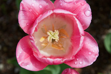 Rosa Tulpenbl&uuml;te