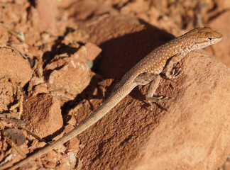 Plateau Side-blotched Lizard (Uta stansburiana uniformis), Adult. Plateau Side-blotched Lizard camouflaged on a rock. Buckskin Gulch Canyon, Kane County, Utah, USA.