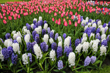 jardin de tulipes et jacinthes 1