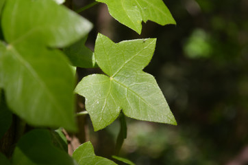 Fototapeta na wymiar Green leaf of common ivy in forest