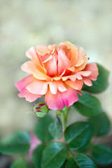rosa