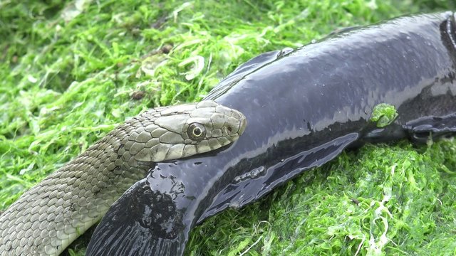Snake River Natrix reptile head swallowed river goby fish