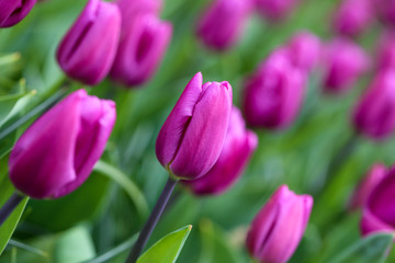 Obraz na płótnie Canvas tulipes magic lavend
