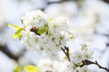 Branch of cherries with flowers