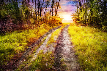 Fototapeta premium Road in the woods coming out to the setting sun