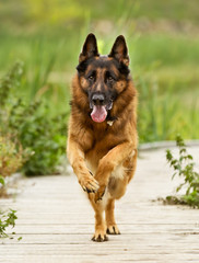 Adult German Shepherd Dog