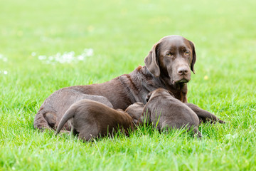 Female labrador retriever dog with puppies