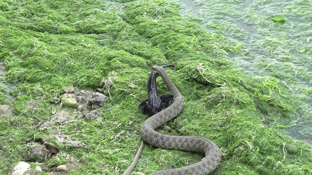 Snake River Natrix reptile head swallowed river goby fish