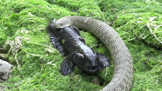 Snake River Natrix reptile head swallowed river goby fish