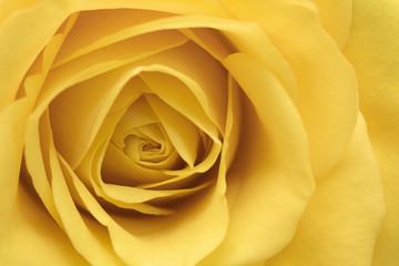 Yellow rose flower