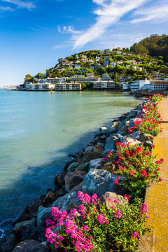 Flowers along the San Francisco Bay and hill in Sausalito, Calif