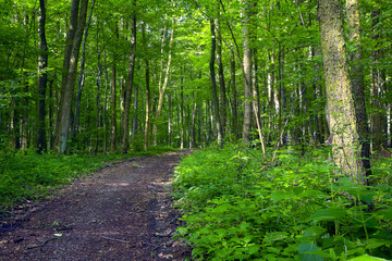 Forest road