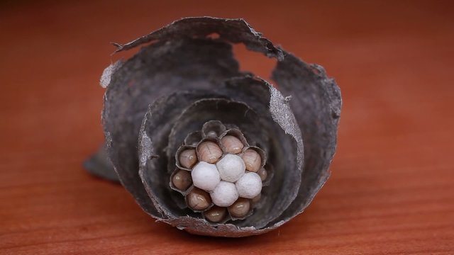 Wespenlarven im Nest