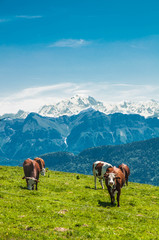 Cows in the french mountain