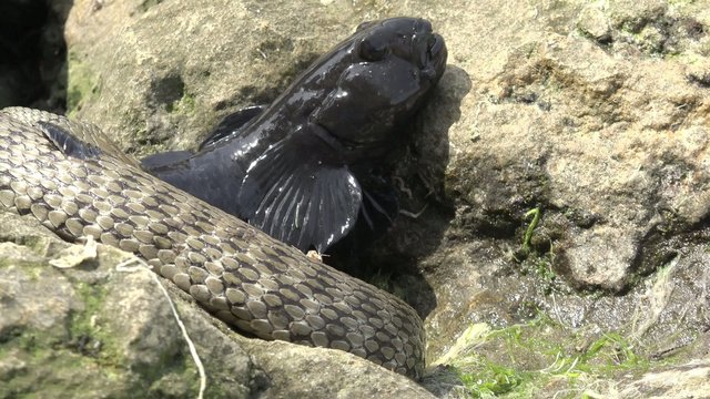 Snake River Natrix holds a river fish monkey goby in teeth on stones near water, Central Europe