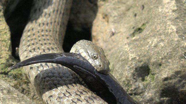 Snake River Natrix holds a river fish monkey goby in teeth on stones near water, Central Europe