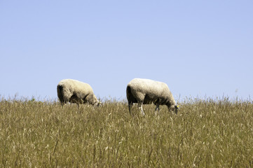 Obraz premium Les moutons de la Côte d'Opale