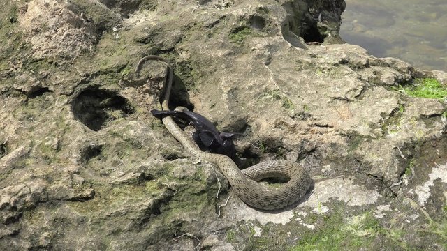 Snake River Natrix holds a river fish monkey goby in teeth on stones near water, Central Europe