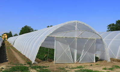 greenhouse