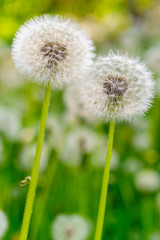 Dandelion