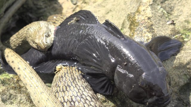 Snake River Natrix holds a river fish monkey goby in teeth on stones near water, Central Europe