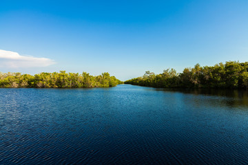 Naklejka premium Florida Everglades
