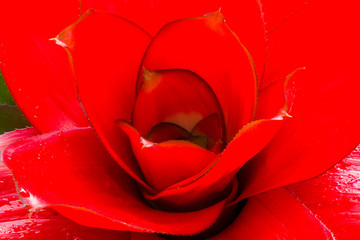 Red Bromeliad