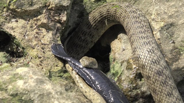 Snake River Natrix holds a river fish monkey goby in teeth on stones near water, Central Europe