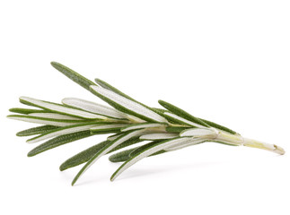 rosemary herb spice leaves isolated on white background cutout