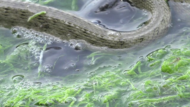 Snake River Natrix reptile head swallowed river goby fish